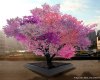 Tree of 40 Fruit