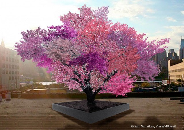 Tree of 40 Fruit